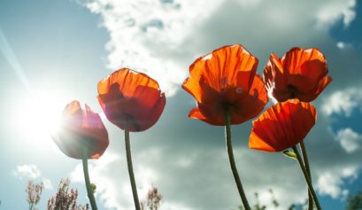 flower-maki-mack-pexels-frilufts-paradokset-green-house