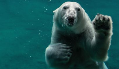 peter-neumann-polar-bear-isbjorn-surt-hav-unsplash